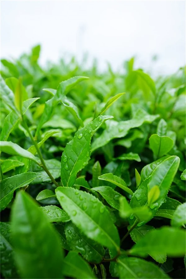 高海拔蔬菜种植の成功秘诀：30日で収穫できる冷涼野菜の選び方と栽培テクニック