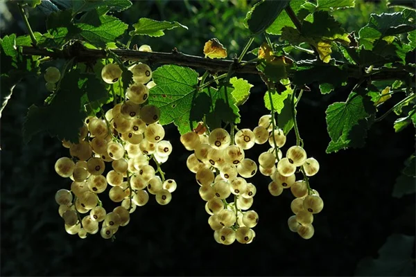 中西部芝生の季節別ケア術 成功するスケジュールと実践ポイント