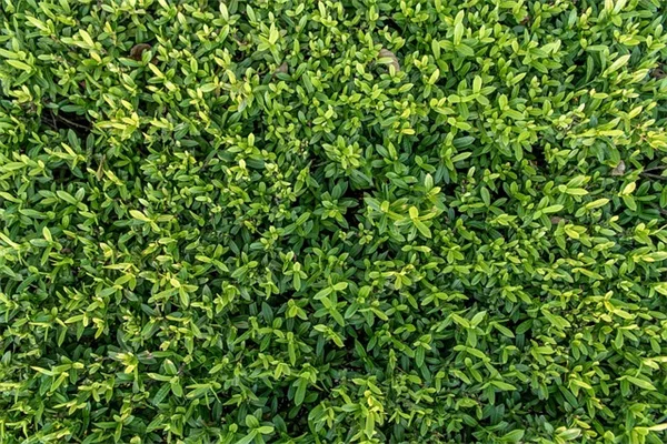 プラスチック製イースターエッグを捨てないで！お庭で賢く活用する5つの方法