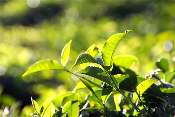 西中北部の庭に最適！在来植物で失敗しない3つのポイント