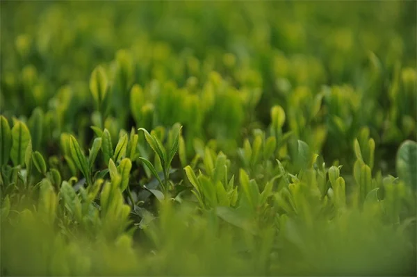 卵の殻とバナナの皮でアジサイ復活！茎を強くし花を大きく咲かせる裏技