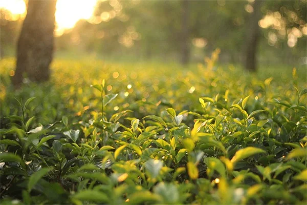 卵の殻とバナナの皮でアジサイ復活！茎を強くし花を大きく咲かせる裏技