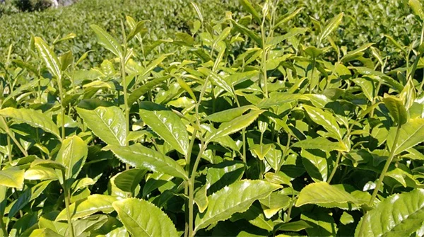 観葉植物の水栽培、初心者でも簡単に始められる5つのコツ