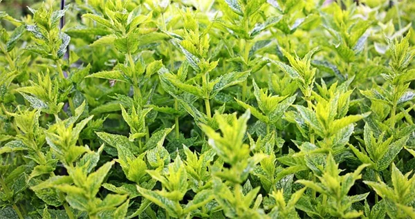 苦葉植物の栽培と健康効果を初心者向けに解説